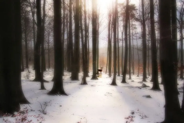 deer in a peaceful winter forest