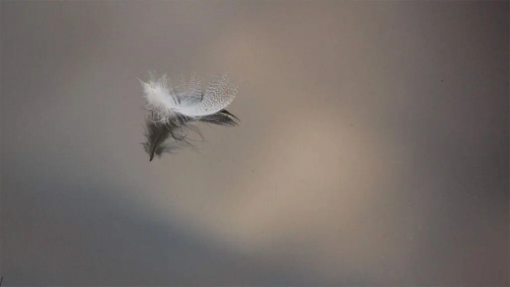 feather on water - photo by Irene Fennema