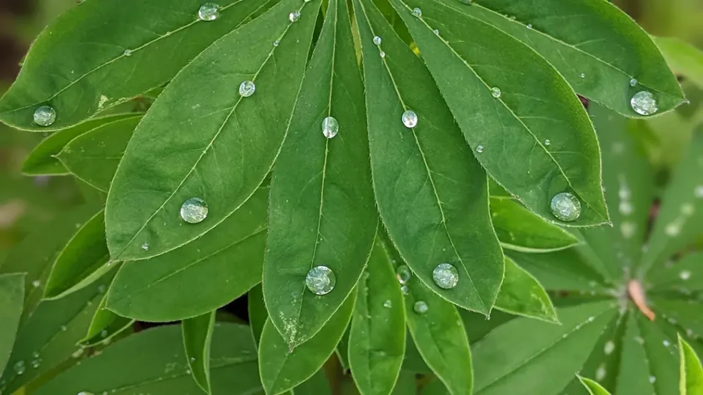 water droplets on green leaves