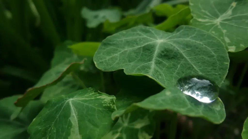 water drop on ivy