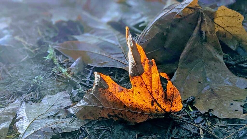 fall leaves