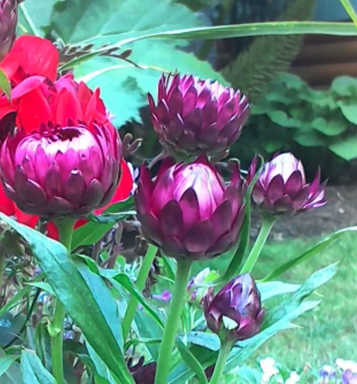 strawflower