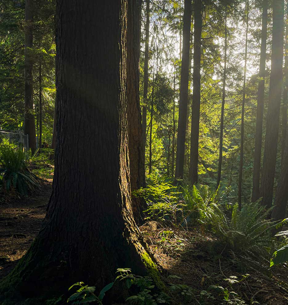 photo of sunlight among trees