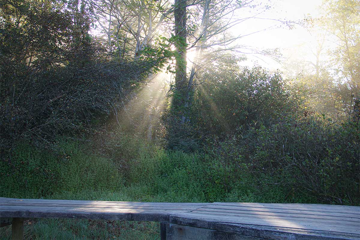 sunlight through trees