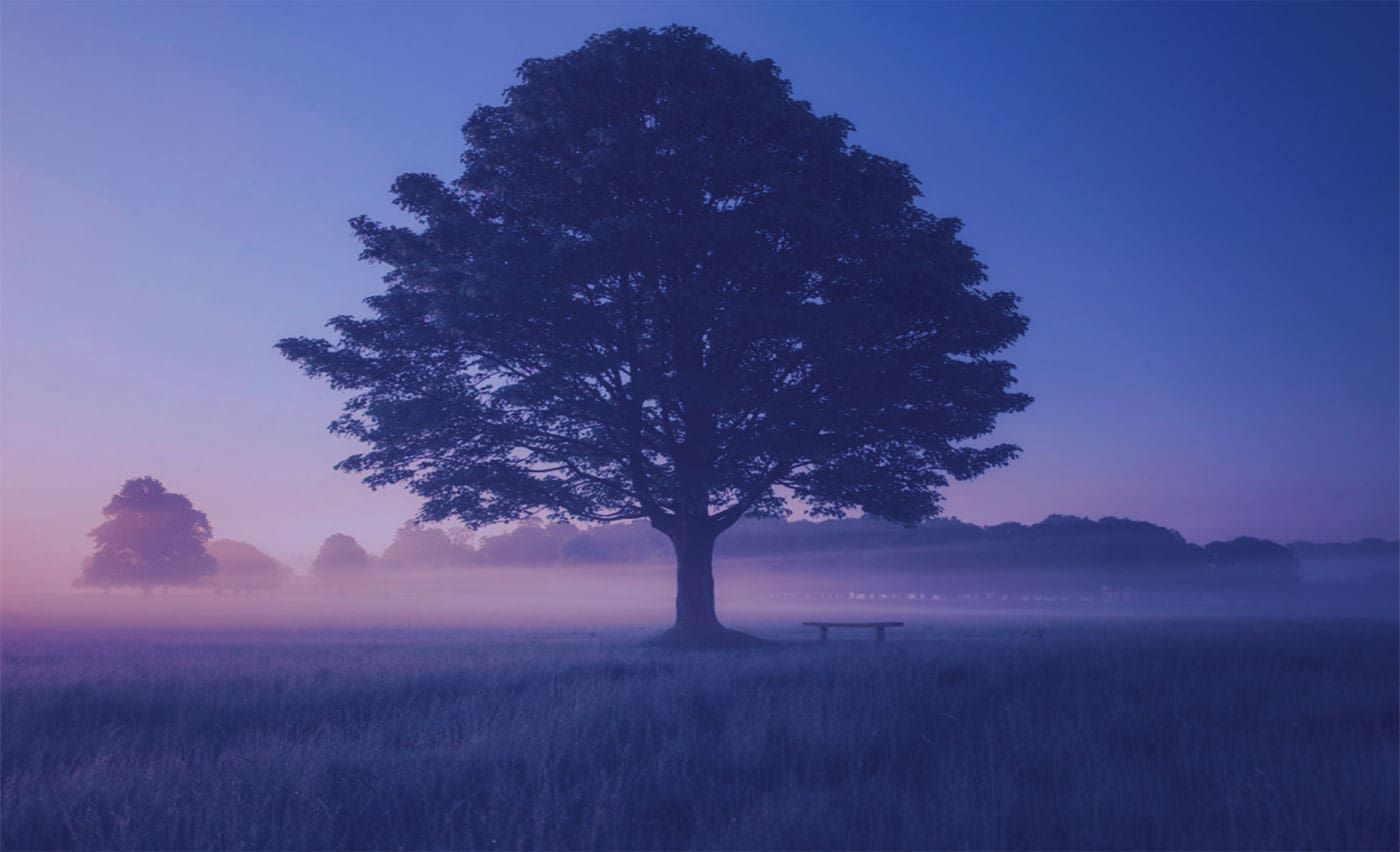 tree in a field at sunrise